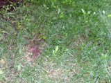 Overtaken by weeds - how do I sheet mulch? Can I use pine needles? area under the deck that is shaded - after being weeded.JPG
